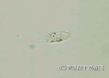 エントシホンの写真