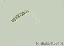 ペラネマの写真