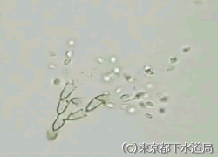 ポテリオデンドロンの写真