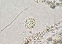 アクチノフィリスの写真