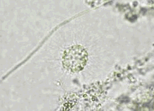 アクチノフィリスの様子