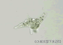 アメーバの写真