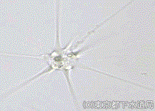 アメーバ ラディオサの写真