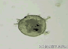 ケントロピキシスの写真