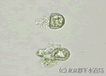 ピキシディクラの写真