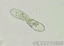 トリネマの写真