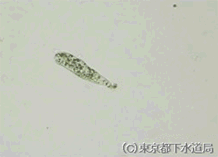 バルカンフィアの写真