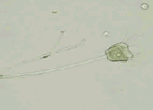 アキネタの写真