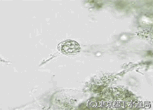 アスピディスカの写真