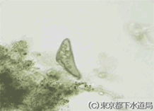 ブレファリスマの写真