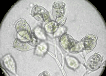 カルケシウムの様子