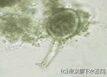 カエトスピラの写真