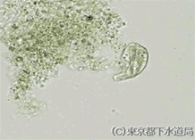 キロドネラの写真