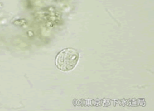 キネトキルムの写真