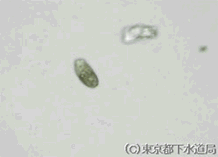 コレプスの写真