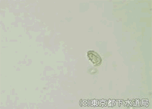 ドレパノモナスコレプスの写真