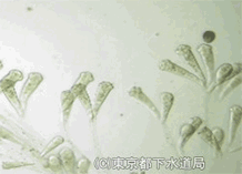 エピスティリスの写真