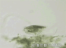 ユープロテスの写真