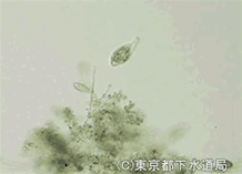 リトノツスの写真