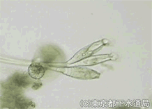 オペルクラリアの写真