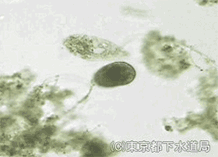 プロロドンの写真