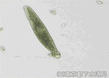 スピロストムムの写真