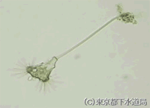 トコフィリアの写真