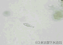 トラケロフィルムの写真