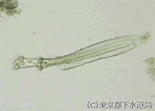 バギニコラの写真