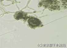 ボルティケラの写真