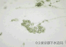 ゾータムニウムの写真