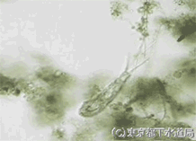 セファロデアの写真