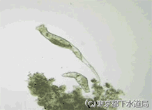 フィロディナの写真