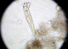 ロタリアの写真