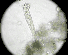 ロタリアの様子