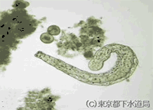 アエオロソマの写真