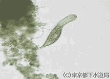 カエトノツスの写真