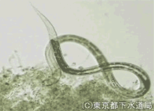 ディプロガスターの写真