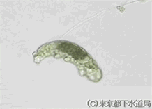 マクロビオツスの写真