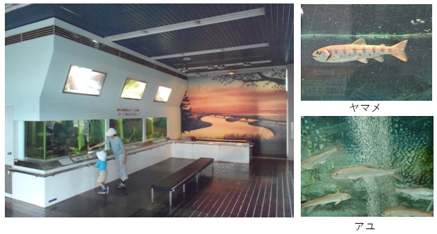 多摩川ふれあい水族館写真