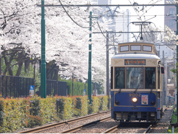 写真：桜と9002号車(東京さくらトラム)