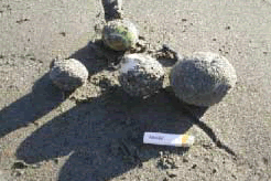 お台場海浜公園に漂着したオイルボール