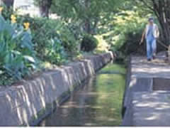 千川上水の写真